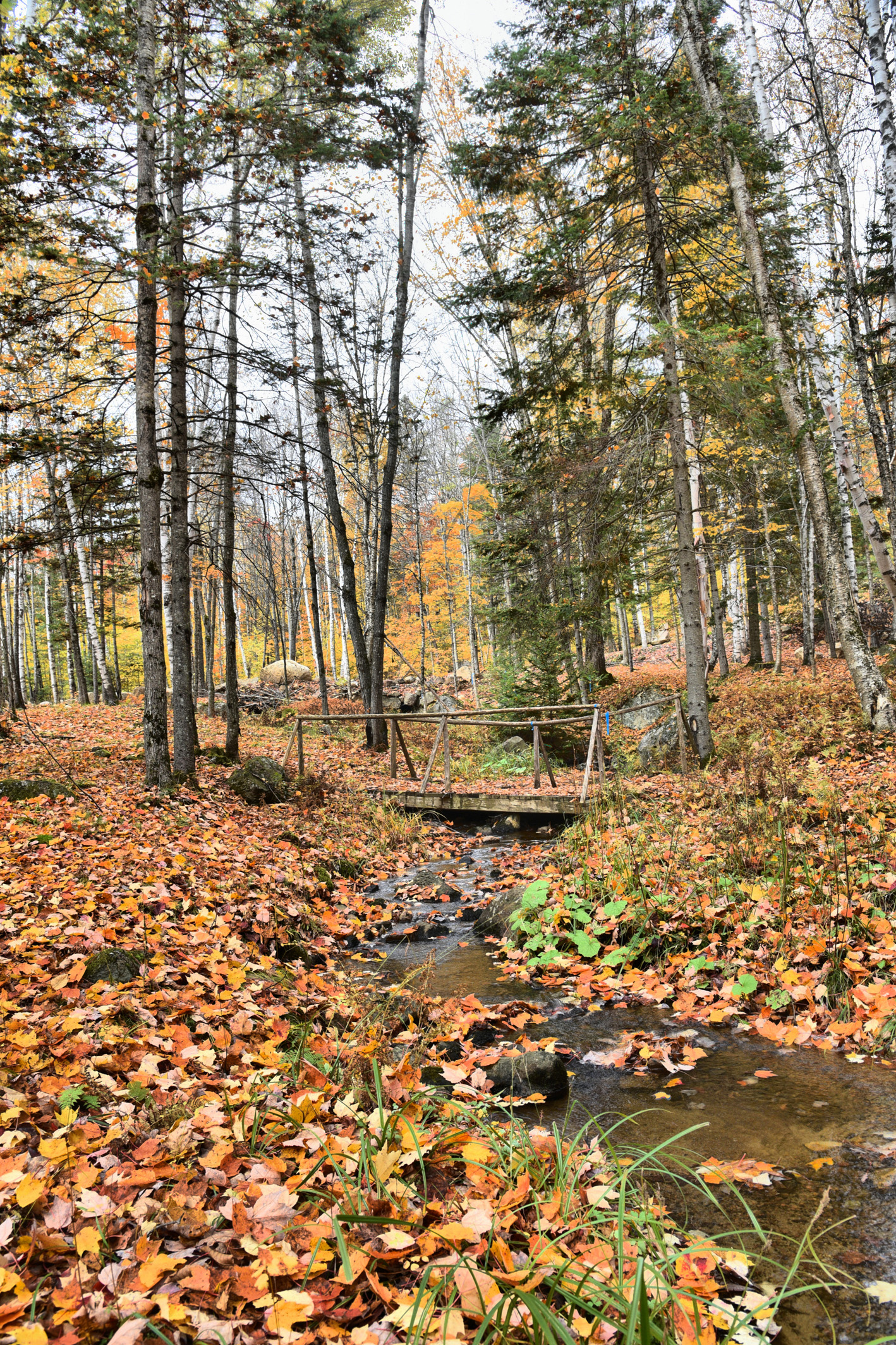 Forest bridge